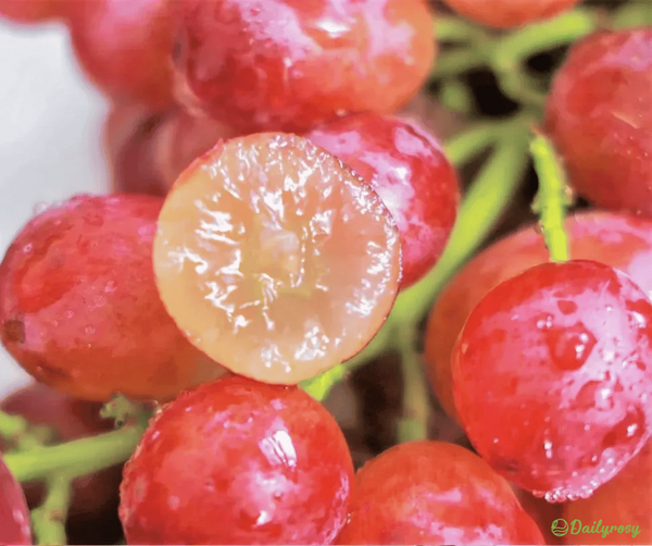 Graines de vigne géantes : à peau fine, grosses et sans pépins 🍇🌿 