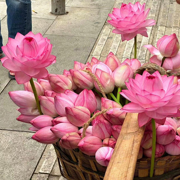 🔥【7 jours de germination】💐La fleur de lotus sacrée du bonsaï 